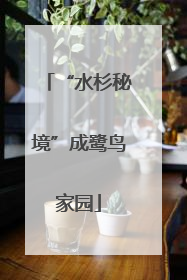“水杉秘境”成鹭鸟家园