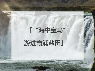 “海中宝马”游进霞浦盐田
