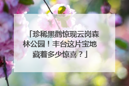 珍稀黑鹳惊现云岗森林公园！丰台这片宝地藏着多少惊喜？