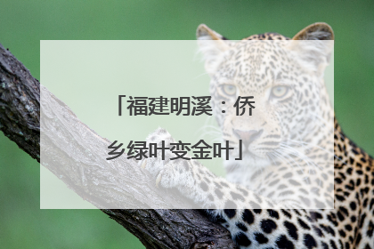 福建明溪：侨乡绿叶变金叶