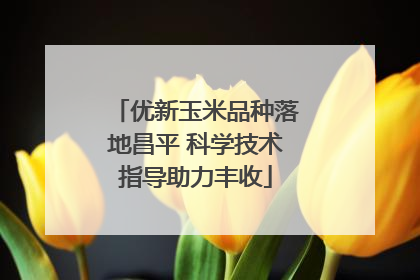 优新玉米品种落地昌平 科学技术指导助力丰收