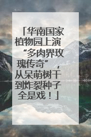 华南国家植物园上演“多肉界玫瑰传奇”，从呆萌树干到炸裂种子全是戏！