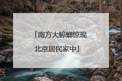 南方大蟑螂惊现北京居民家中