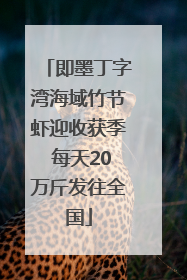 即墨丁字湾海域竹节虾迎收获季 每天20万斤发往全国