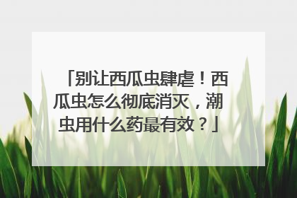 别让西瓜虫肆虐！西瓜虫怎么彻底消灭，潮虫用什么药最有效？
