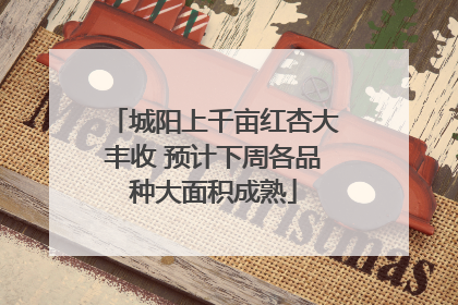 城阳上千亩红杏大丰收 预计下周各品种大面积成熟