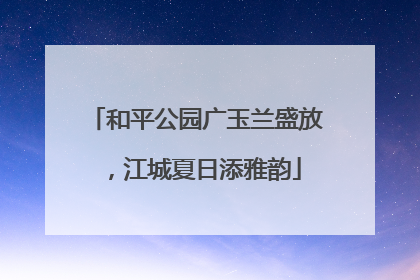 和平公园广玉兰盛放，江城夏日添雅韵