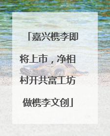 嘉兴槜李即将上市，净相村开共富工坊做槜李文创
