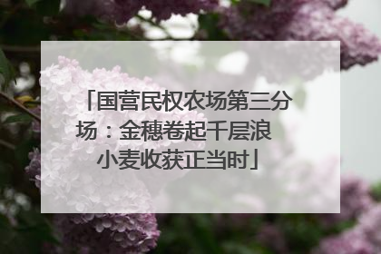 国营民权农场第三分场：金穗卷起千层浪 小麦收获正当时