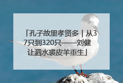 孔子故里孝贤多｜从37只到320只——刘健让泗水裘皮羊重生