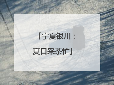 宁夏银川：夏日采茶忙