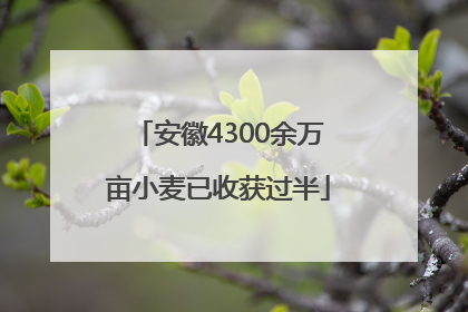 安徽4300余万亩小麦已收获过半