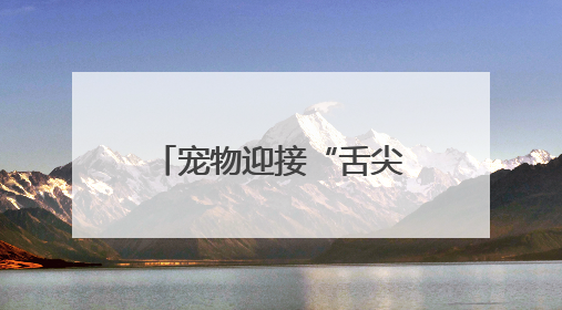 宠物迎接“舌尖上的端午” “宠物粽子”受喜爱