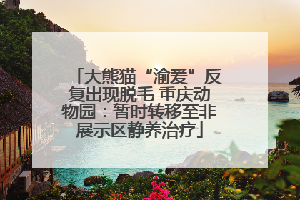 大熊猫“渝爱”反复出现脱毛 重庆动物园：暂时转移至非展示区静养治疗