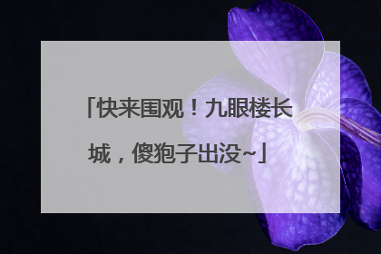 快来围观！九眼楼长城，傻狍子出没~