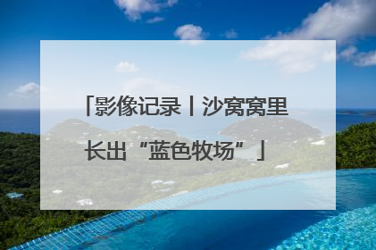 影像记录丨沙窝窝里长出“蓝色牧场”