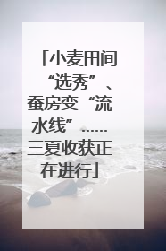 小麦田间“选秀”、蚕房变“流水线”……三夏收获正在进行