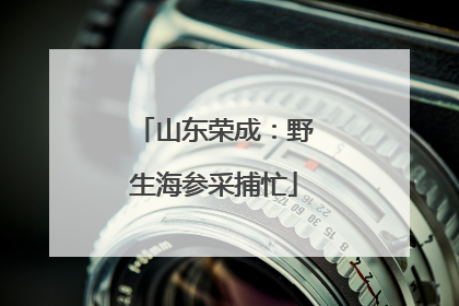 山东荣成：野生海参采捕忙