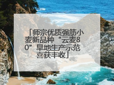 师宗优质强筋小麦新品种“云麦80”旱地生产示范喜获丰收