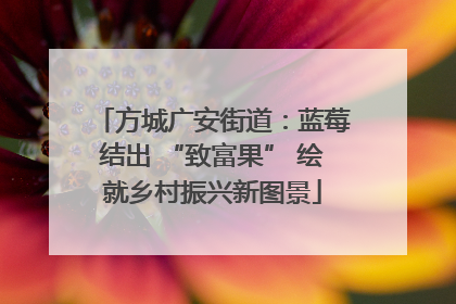 方城广安街道：蓝莓结出 “致富果” 绘就乡村振兴新图景