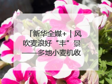新华全媒+｜风吹麦浪好“丰”景——多地小麦机收一线见闻