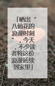 晒出“八仙花的浪漫时刻”，今天，不少读者将这份浪漫延续到家里