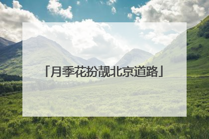 月季花扮靓北京道路