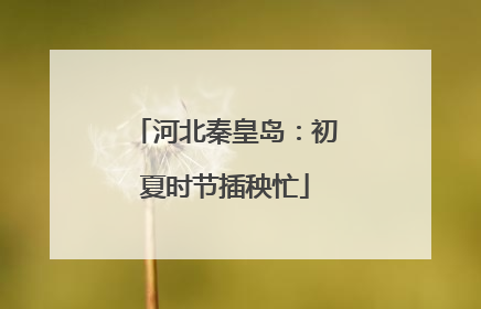 河北秦皇岛：初夏时节插秧忙