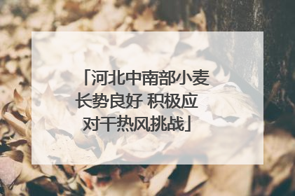 河北中南部小麦长势良好 积极应对干热风挑战