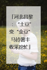 河北昌黎：“土豆”变“金豆” 马铃薯丰收采挖忙