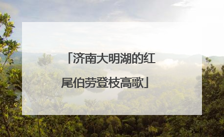 济南大明湖的红尾伯劳登枝高歌
