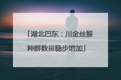 湖北巴东：川金丝猴种群数量稳步增加