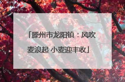 滕州市龙阳镇：风吹麦浪起 小麦迎丰收