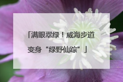 满眼翠绿！威海步道变身“绿野仙踪”