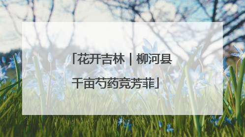 花开吉林｜柳河县千亩芍药竞芳菲