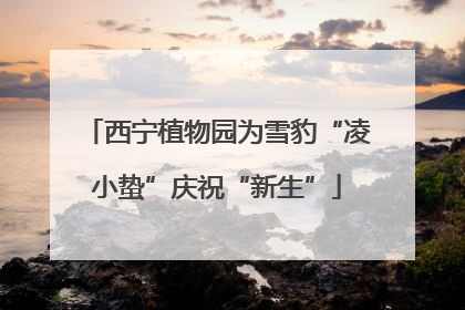 西宁植物园为雪豹“凌小蛰”庆祝“新生”