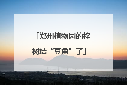 郑州植物园的梓树结“豆角”了