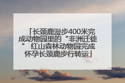 长颈鹿漫步400米完成动物园里的“非洲迁徙” 红山森林动物园完成怀孕长颈鹿步行转运