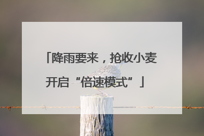 降雨要来，抢收小麦开启“倍速模式”