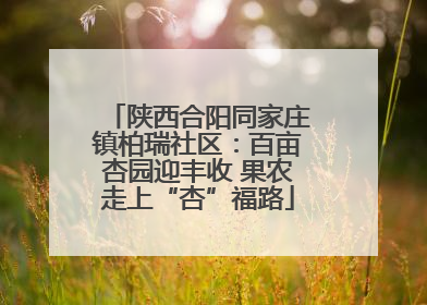 陕西合阳同家庄镇柏瑞社区：百亩杏园迎丰收 果农走上“杏”福路