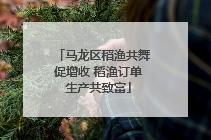 马龙区稻渔共舞促增收 稻渔订单生产共致富