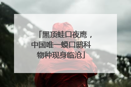 黑顶蛙口夜鹰，中国唯一蟆口鸱科物种现身临沧