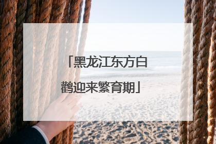 黑龙江东方白鹳迎来繁育期