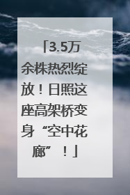 3.5万余株热烈绽放！日照这座高架桥变身“空中花廊”！